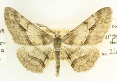 Stenoporpia purpuraria by no rights reserved, uploaded by Robbie Hannawacker. Used under a CC0 license.