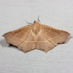 Tetracis cervinaria by (c) Ken-ichi Ueda, some rights reserved (CC BY). Used under a CC-BY license.