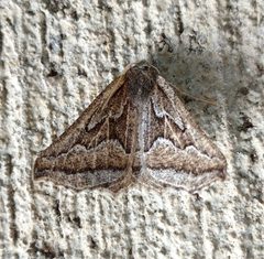 Tetracis formosa by (c) Wendy McCrady, some rights reserved (CC BY), uploaded by Wendy McCrady. Used under a CC-BY license.