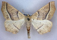 Tetracis pallulata by (c) Dave, some rights reserved (CC BY), uploaded by Dave. Used under a CC-BY license.