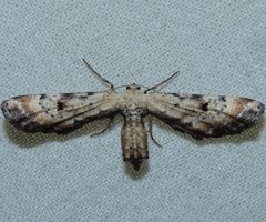 Tornos scolopacinaria by (c) Andy Reago & Chrissy McClarren, some rights reserved (CC BY). Used under a CC-BY license.