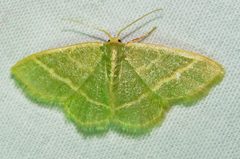 Chlorochlamys chloroleucaria by (c) David Dodd, some rights reserved (CC BY), uploaded by David Dodd. Used under a CC-BY license.