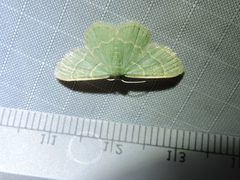 Chlorochlamys phyllinaria by (c) Sam Kieschnick, some rights reserved (CC BY), uploaded by Sam Kieschnick. Used under a CC-BY license.