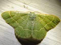 Chlorochlamys phyllinaria by (c) Annika Lindqvist, some rights reserved (CC BY), uploaded by Annika Lindqvist. Used under a CC-BY license.
