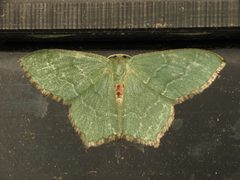 Hemithea by (c) Donald Hobern, some rights reserved (CC BY). Used under a CC-BY license.