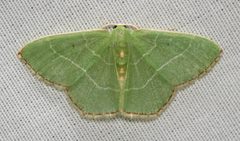 Nemoria bistriaria by (c) Nick Block, some rights reserved (CC BY), uploaded by Nick Block. Used under a CC-BY license.