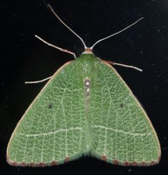 Nemoria pulcherrima by (c) Don Loarie, some rights reserved (CC BY), uploaded by Don Loarie. Used under a CC-BY license.
