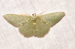 Xerochlora masonaria by (c) Laura Gaudette, some rights reserved (CC BY), uploaded by Laura Gaudette. Used under a CC-BY license.