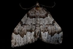 Antepirrhoe fasciata by (c) Jeremy deWaard. University of British Columbia., some rights reserved (CC BY). Used under a CC-BY license.