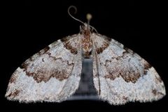 Antepirrhoe fasciata by (c) Jeremy deWaard. University of British Columbia., some rights reserved (CC BY). Used under a CC-BY license.