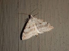 Aplocera plagiata by (c) Jake McCumber, some rights reserved (CC BY), uploaded by Jake McCumber. Used under a CC-BY license.