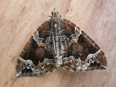 Eulithis by (c) Donald Hobern, some rights reserved (CC BY). Used under a CC-BY license.