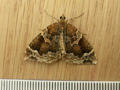 Eulithis by (c) Donald Hobern, some rights reserved (CC BY). Used under a CC-BY license.