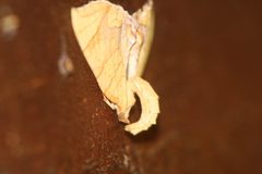 Eulithis by (c) Michael Hodge, some rights reserved (CC BY). Used under a CC-BY license.