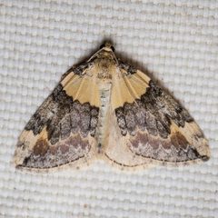 Dysstroma brunneata by (c) Ken-ichi Ueda, some rights reserved (CC BY), uploaded by Ken-ichi Ueda. Used under a CC-BY license.