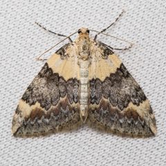 Dysstroma brunneata by (c) Ken-ichi Ueda, some rights reserved (CC BY), uploaded by Ken-ichi Ueda. Used under a CC-BY license.