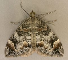 Dysstroma citrata by (c) Janet Graham, some rights reserved (CC BY). Used under a CC-BY license.