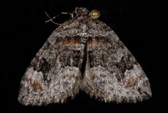 Dysstroma formosa by (c) Jeremy deWaard. University of British Columbia., some rights reserved (CC BY). Used under a CC-BY license.