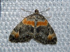 Dysstroma hersiliata by (c) Louis Imbeau, some rights reserved (CC BY), uploaded by Louis Imbeau. Used under a CC-BY license.