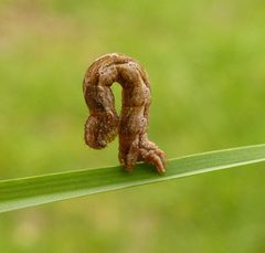 Epirrhoe alternata by (c) christine123, some rights reserved (CC BY), uploaded by christine123. Used under a CC-BY license.