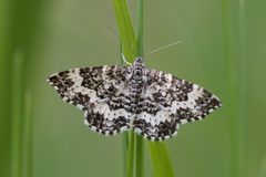 Epirrhoe sperryi by (c) Blair Dudeck, some rights reserved (CC BY), uploaded by Blair Dudeck. Used under a CC-BY license.
