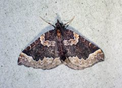 Eulithis flavibrunneata by (c) Louis Imbeau, some rights reserved (CC BY), uploaded by Louis Imbeau. Used under a CC-BY license.