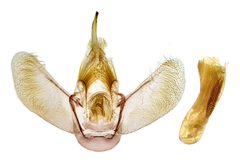 Eulithis gracilineata by no rights reserved, uploaded by Jack Gelinas. Used under a CC0 license.