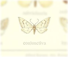 Eupithecia lariciata by no rights reserved, uploaded by Andreas Manz. Used under a CC0 license.