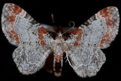 Eupithecia spermaphaga by (c) Jeremy deWaard. University of British Columbia., some rights reserved (CC BY). Used under a CC-BY license.