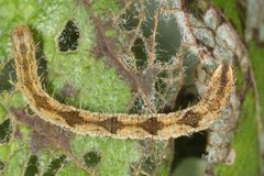 Eupithecia subfuscata by (c) ingridaltmann, some rights reserved (CC BY). Used under a CC-BY license.