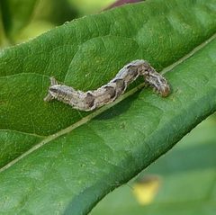Eupithecia subfuscata by (c) christine123, some rights reserved (CC BY), uploaded by christine123. Used under a CC-BY license.