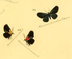 Eutrepsia inconstans by no rights reserved, uploaded by Andreas Manz. Used under a CC0 license.