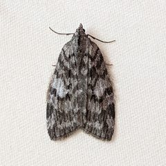 Hydriomena manzanita by no rights reserved, uploaded by Ben Keen. Used under a CC0 license.