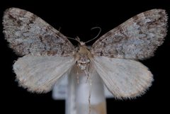 Hydriomena morosata by (c) 
Jeremy deWaard, University of British Columbia, some rights reserved (CC BY). Used under a CC-BY license.