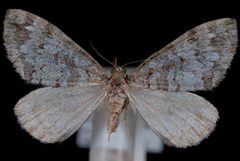 Hydriomena morosata by (c) 
Jeremy deWaard, University of British Columbia, some rights reserved (CC BY). Used under a CC-BY license.