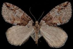 Hydriomena nevadae by (c) Jeremy deWaard. University of British Columbia., some rights reserved (CC BY). Used under a CC-BY license.