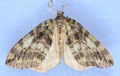 Hydriomena renunciata by (c) Don Loarie, some rights reserved (CC BY). Used under a CC-BY license.