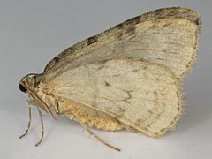 Epirrita by (c) Janet Graham, some rights reserved (CC BY). Used under a CC-BY license.