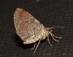 Orthonama obstipata by (c) Nick Block, some rights reserved (CC BY), uploaded by Nick Block. Used under a CC-BY license.
