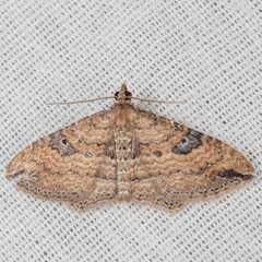 Orthonama obstipata by (c) Victor Engel, some rights reserved (CC BY), uploaded by Victor Engel. Used under a CC-BY license.