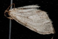 Perizoma costiguttata by (c) Jeremy deWaard. University of British Columbia., some rights reserved (CC BY). Used under a CC-BY license.