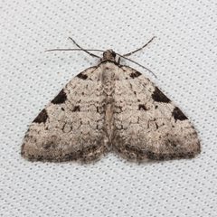 Perizoma costiguttata by (c) Ken-ichi Ueda, some rights reserved (CC BY), uploaded by Ken-ichi Ueda. Used under a CC-BY license.