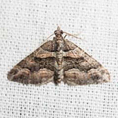 Perizoma custodiata by (c) Ken-ichi Ueda, some rights reserved (CC BY), uploaded by Ken-ichi Ueda. Used under a CC-BY license.