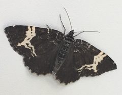 Rheumaptera hastata by (c) Jennifer Aitkens, some rights reserved (CC BY), uploaded by Jennifer Aitkens. Used under a CC-BY license.