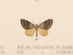 Spargania aurata by no rights reserved, uploaded by Andreas Manz. Used under a CC0 license.