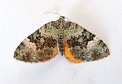 Spargania aurata by (c) jimeckert49, some rights reserved (CC BY). Used under a CC-BY license.