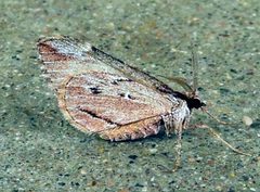 Stamnoctenis morrisata by (c) jimeckert49, some rights reserved (CC BY). Used under a CC-BY license.