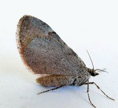 Stamnoctenis rubrosuffusa by (c) jimeckert49, some rights reserved (CC BY). Used under a CC-BY license.
