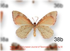 Stamnodes apollo by no rights reserved, uploaded by Andreas Manz. Used under a CC0 license.
