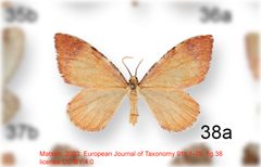 Stamnodes apollo by no rights reserved, uploaded by Andreas Manz. Used under a CC0 license.